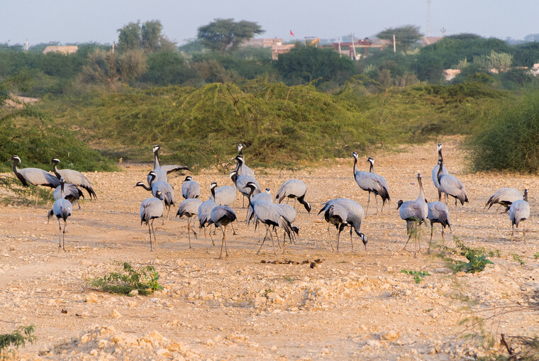 India 2014 - Khichan 009.jpg